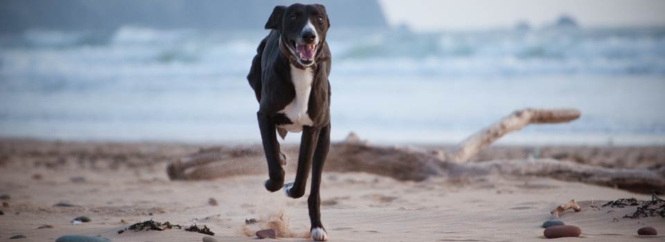 slide_dog_running_beach